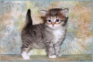 Female Siberian Kitten from Deedlebug Siberians